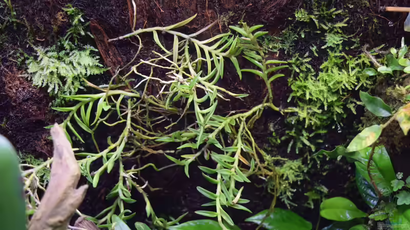 Pflanzen im Terrarium Amazonas von Junglist (30)