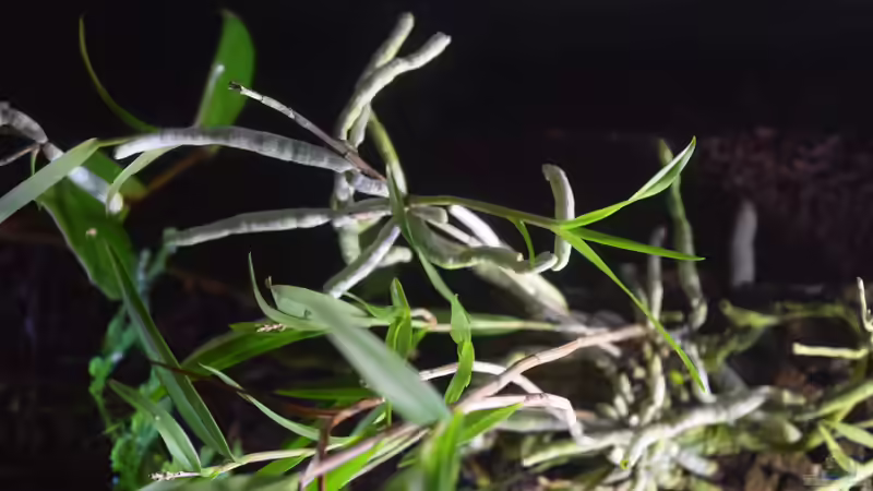 Pflanzen im Terrarium Amazonas von Junglist (33)