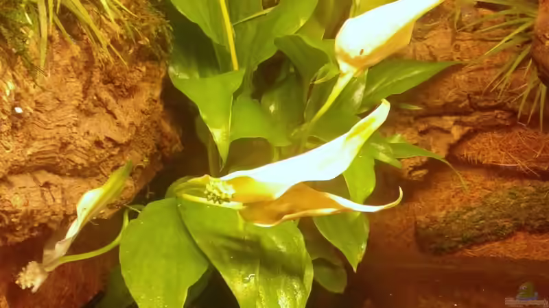Pflanzen im Terrarium Becken2 von wasserträger (3)
