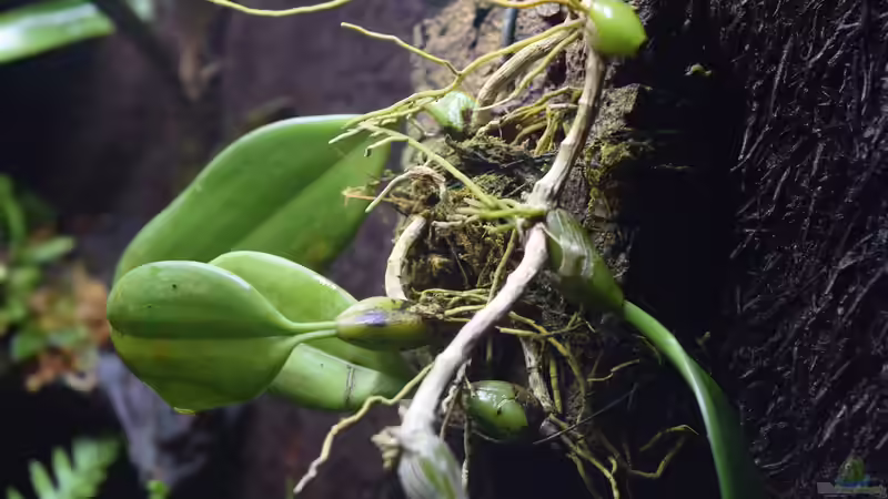 Pflanzen im Terrarium Canyon von Junglist (12)