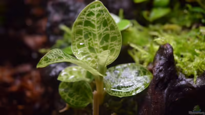 Pflanzen im Terrarium Canyon von Junglist (13)