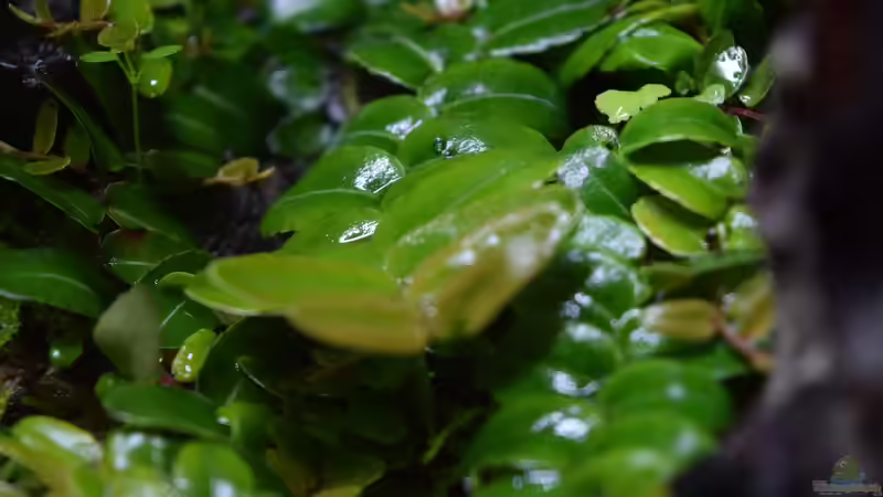 Pflanzen im Terrarium Canyon von Junglist (14)