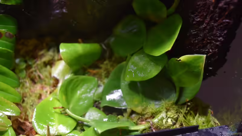 Pflanzen im Terrarium Canyon von Junglist (15)