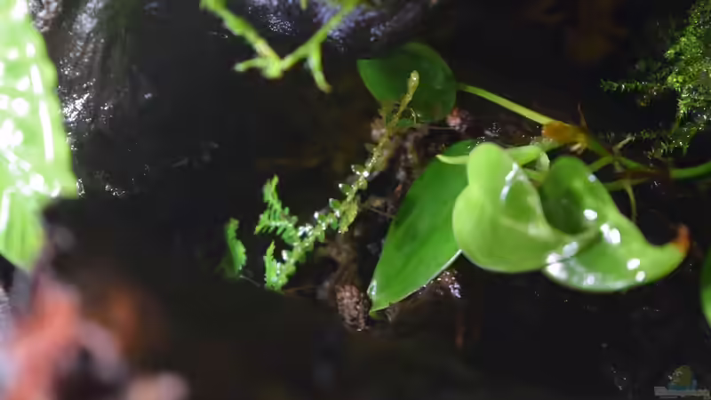 Pflanzen im Terrarium Canyon von Junglist (16)