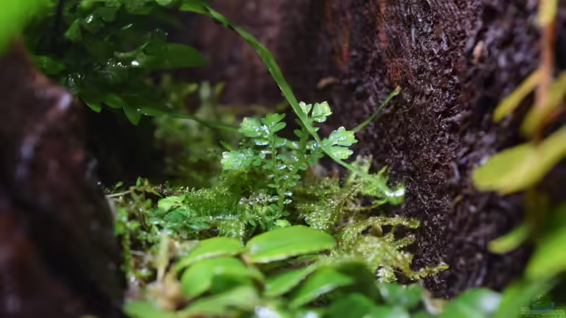 Pflanzen im Terrarium Canyon von Junglist (17)