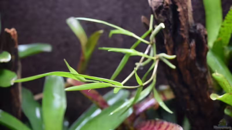 Pflanzen im Terrarium Canyon von Junglist (18)