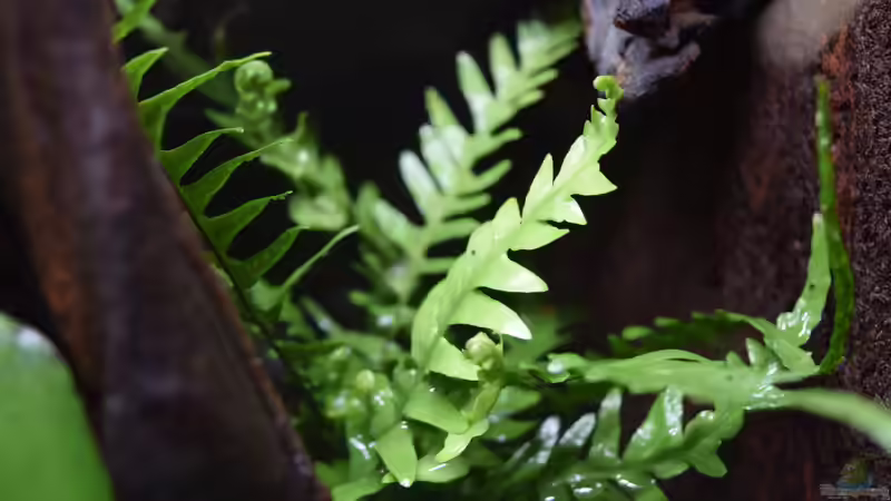 Pflanzen im Terrarium Canyon von Junglist (19)