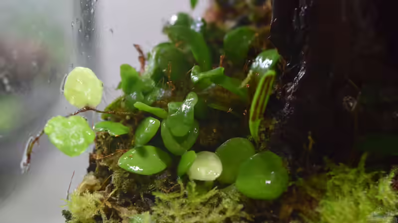 Pflanzen im Terrarium Canyon von Junglist (21)