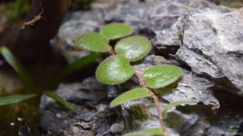 Pflanzen im Terrarium Dettifoss von Junglist (18)