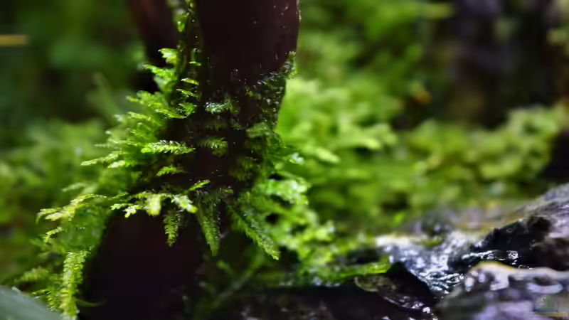 Pflanzen im Terrarium Dettifoss von Junglist (19)