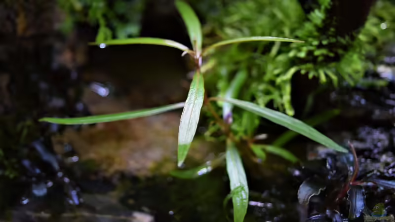 Pflanzen im Terrarium Dettifoss von Junglist (20)