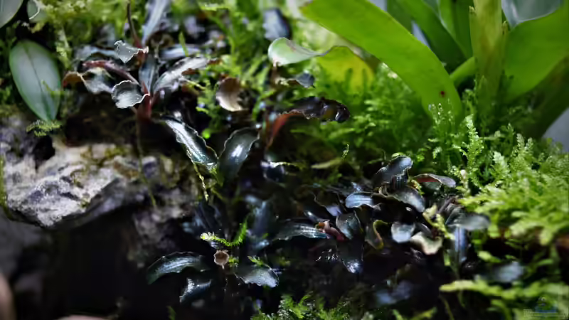 Pflanzen im Terrarium Dettifoss von Junglist (21)