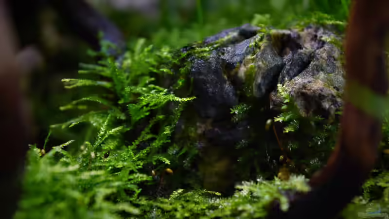 Pflanzen im Terrarium Dettifoss von Junglist (22)