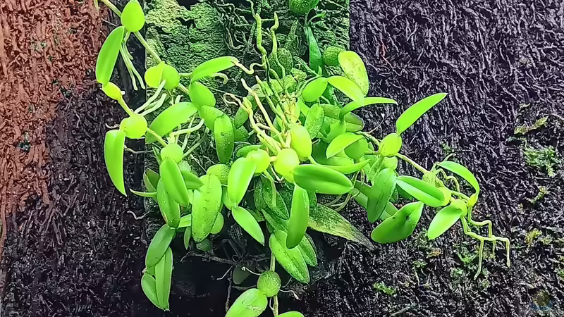 Pflanzen im Terrarium Hardangervidda von Junglist (12)