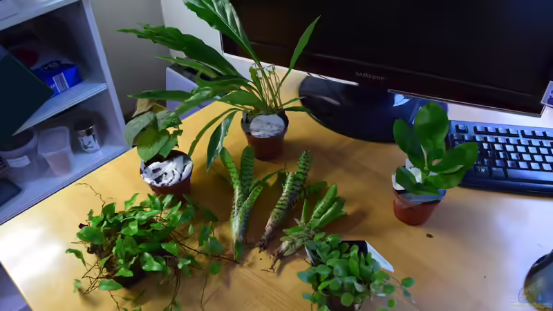 Pflanzen im Terrarium Hightower von Junglist (12)