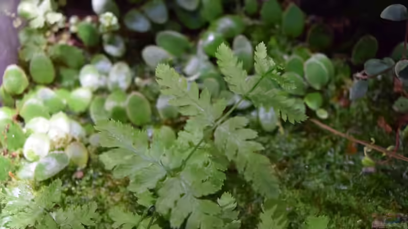 Pflanzen im Terrarium Hightower von Junglist (37)