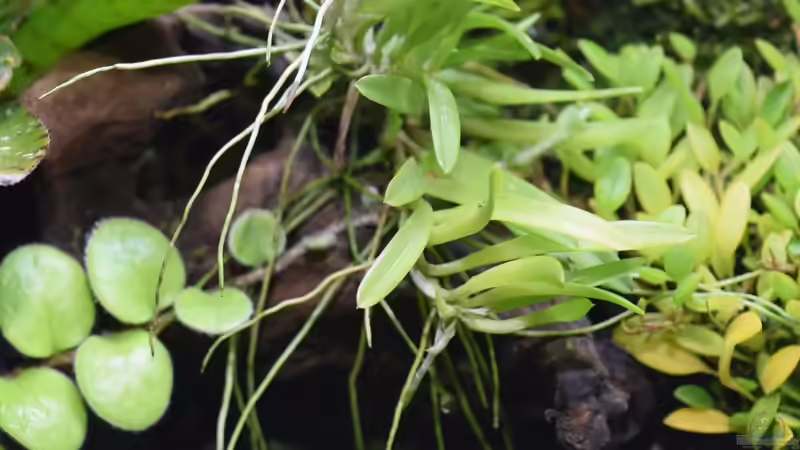 Pflanzen im Terrarium Hightower von Junglist (39)