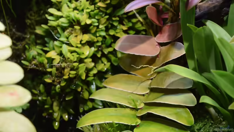 Pflanzen im Terrarium Hightower von Junglist (40)