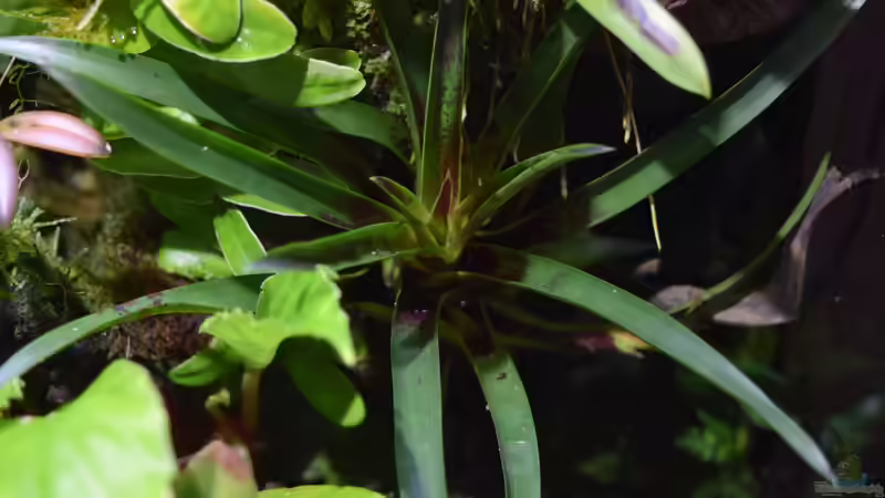 Pflanzen im Terrarium Hightower von Junglist (45)