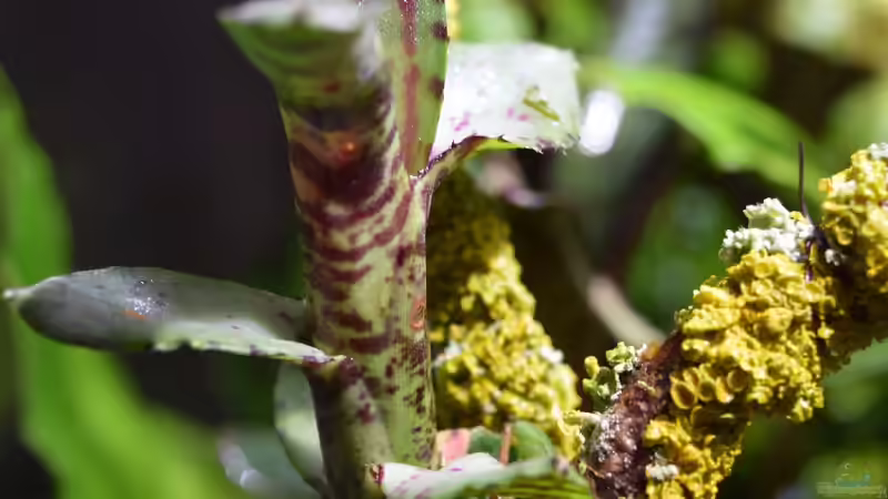 Pflanzen im Terrarium Hightower von Junglist (47)