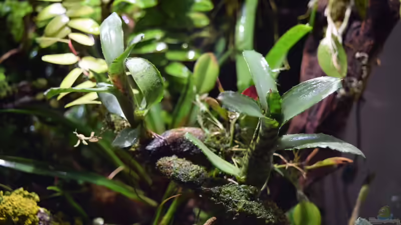 Pflanzen im Terrarium Hightower von Junglist (48)