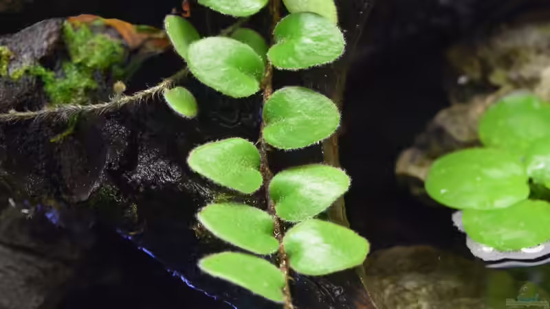 Pflanzen im Terrarium Hummelkrötchen Nest von Junglist (10)