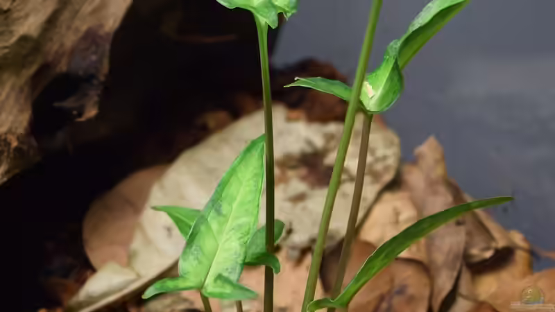 Pflanzen im Terrarium Hummelkrötchen Nest von Junglist (11)