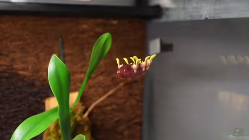 Pflanzen im Terrarium Hummelkrötchen Nest von Junglist (15)