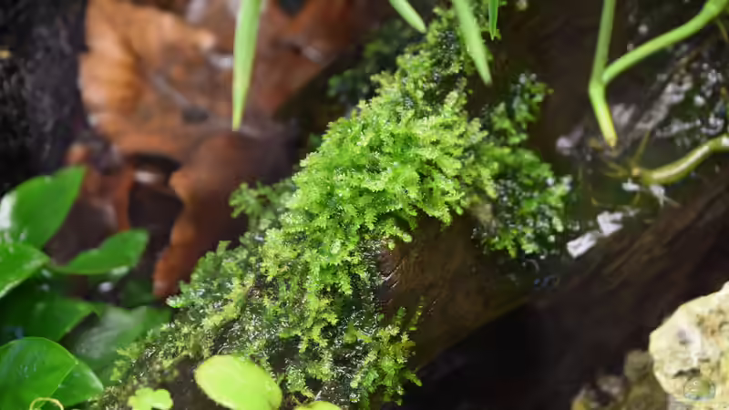 Pflanzen im Terrarium Hummelkrötchen Nest von Junglist (16)