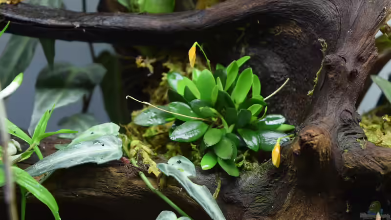 Pflanzen im Terrarium Hummelkrötchen Nest von Junglist (18)
