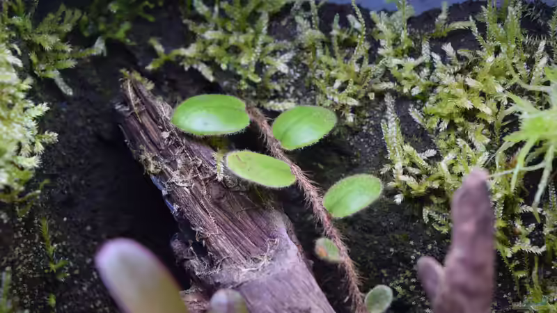 Pflanzen im Terrarium Keto Tsuchi von Junglist (4)