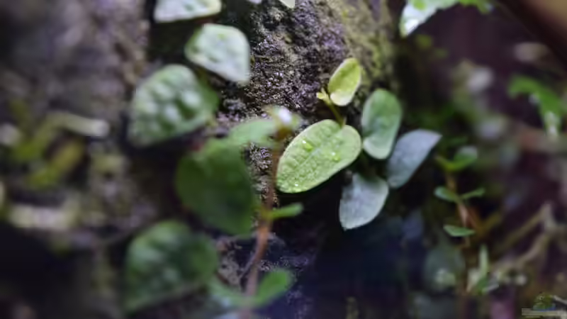 Pflanzen im Terrarium Keto Tsuchi von Junglist (5)