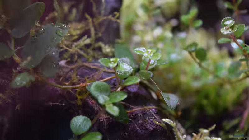 Pflanzen im Terrarium Keto Tsuchi von Junglist (7)