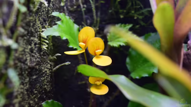 Pflanzen im Terrarium Keto Tsuchi von Junglist (8)