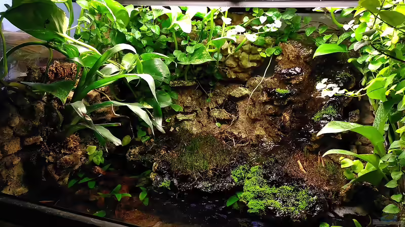 Pflanzen im Terrarium Klein-Asien von Stephi (10)