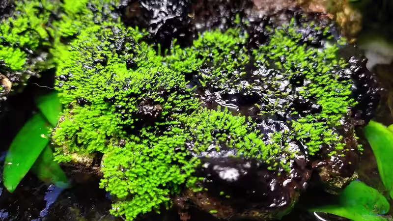 Pflanzen im Terrarium Klein-Asien von Stephi (8)