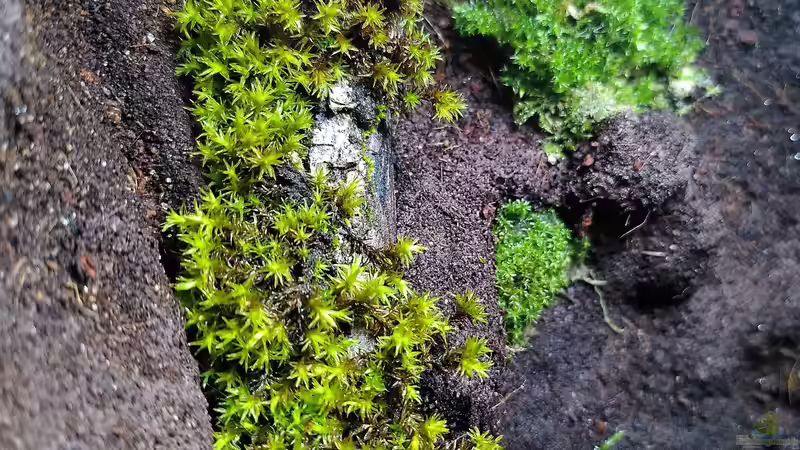 Pflanzen im Terrarium Kleine Schlucht von Stephi (26)