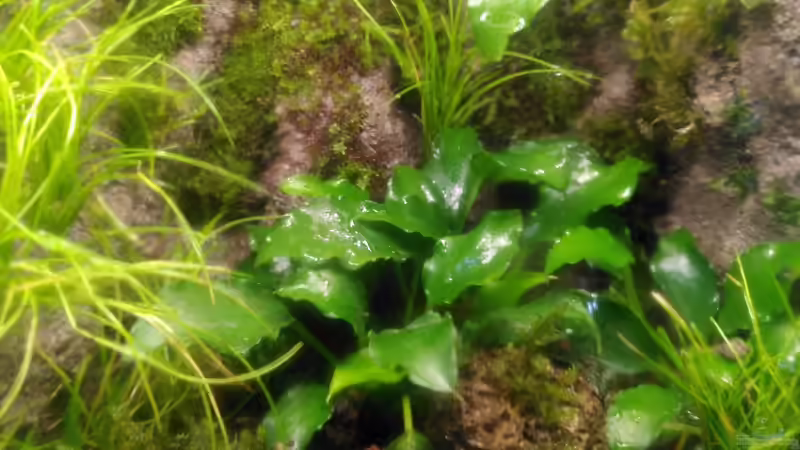 Pflanzen im Terrarium Kleine Welt von Stephi (5)