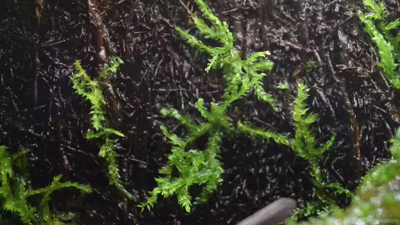 Pflanzen im Terrarium Mini Complete Paludarium von Junglist (5)