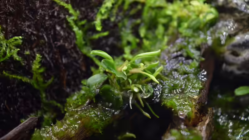 Pflanzen im Terrarium Mini Complete Paludarium von Junglist (6)