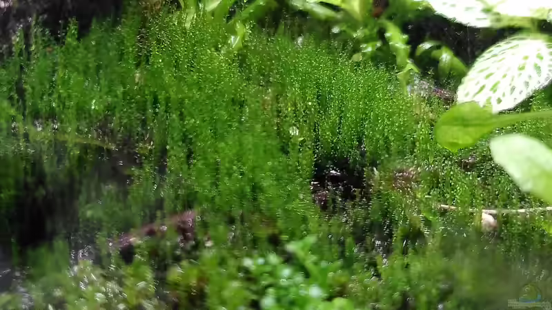 Pflanzen im Terrarium Mooswelt von Stephi (4)