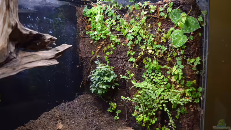 Pflanzen im Terrarium Ohne Seil, aber mit doppelten Boden von Junglist (14)