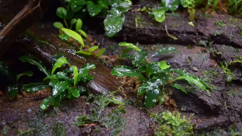 Pflanzen im Terrarium Ohne Seil, aber mit doppelten Boden von Junglist (29)