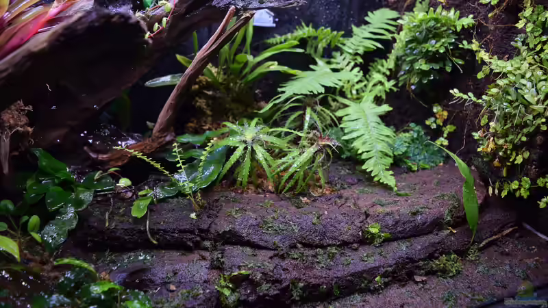 Pflanzen im Terrarium Ohne Seil, aber mit doppelten Boden von Junglist (31)