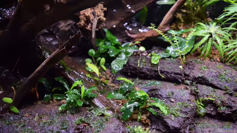 Pflanzen im Terrarium Ohne Seil, aber mit doppelten Boden von Junglist (32)
