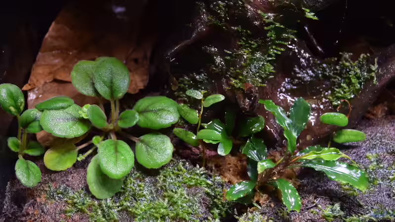 Pflanzen im Terrarium Ohne Seil, aber mit doppelten Boden von Junglist (35)
