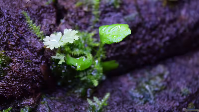 Pflanzen im Terrarium Ohne Seil, aber mit doppelten Boden von Junglist (36)