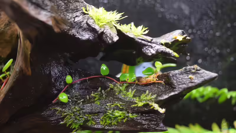 Pflanzen im Terrarium Ohne Seil, aber mit doppelten Boden von Junglist (37)