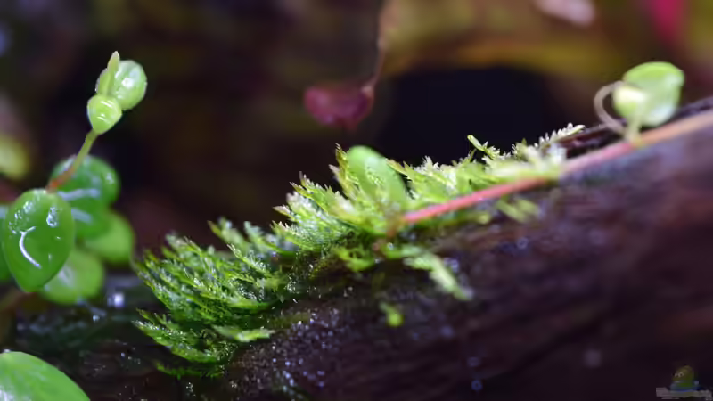 Pflanzen im Terrarium Ohne Seil, aber mit doppelten Boden von Junglist (39)