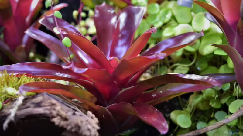 Pflanzen im Terrarium Ohne Seil, aber mit doppelten Boden von Junglist (49)